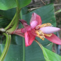 Musa velutina H.Wendl. & Drude